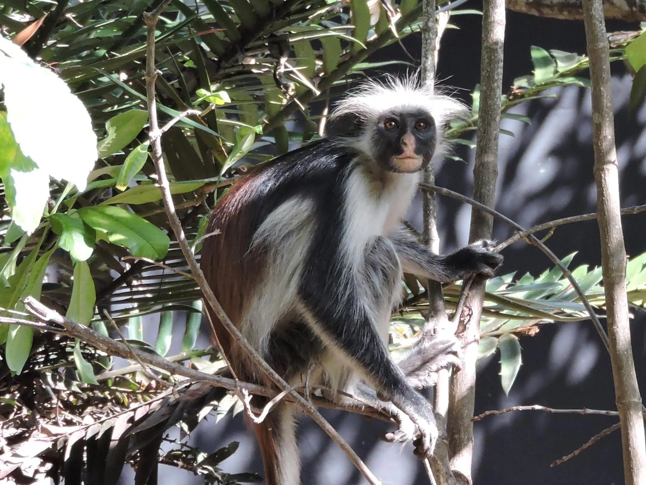 Animals in Paje By Night Bungalows