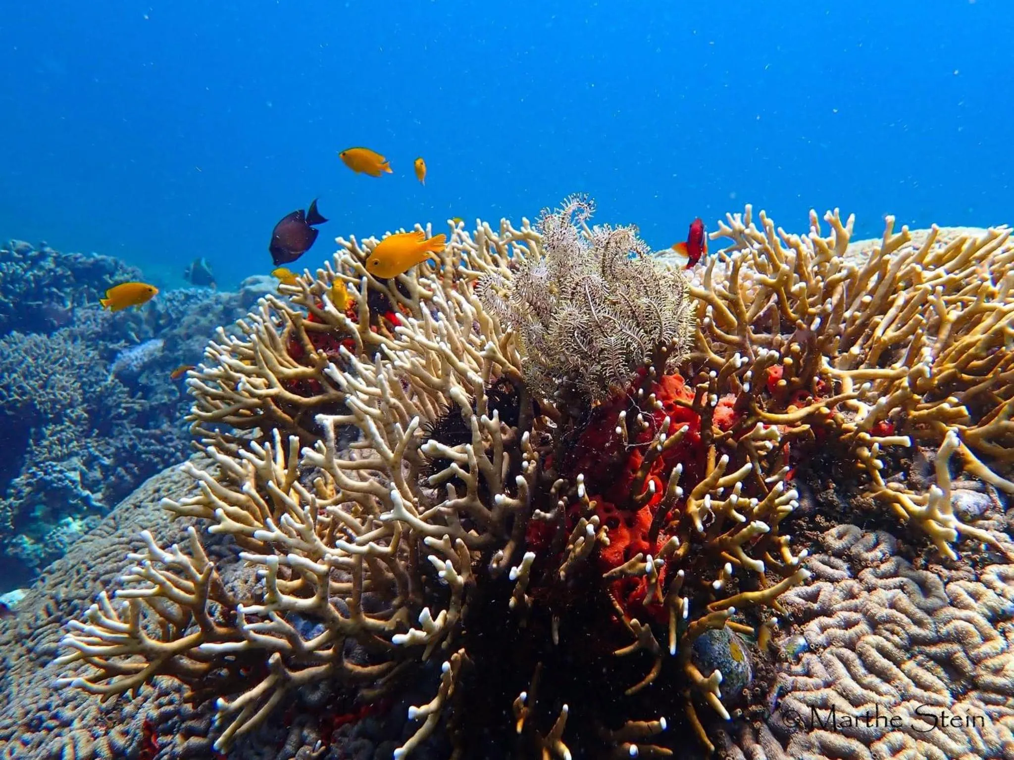 Gracey Dive Resort and Restaurant