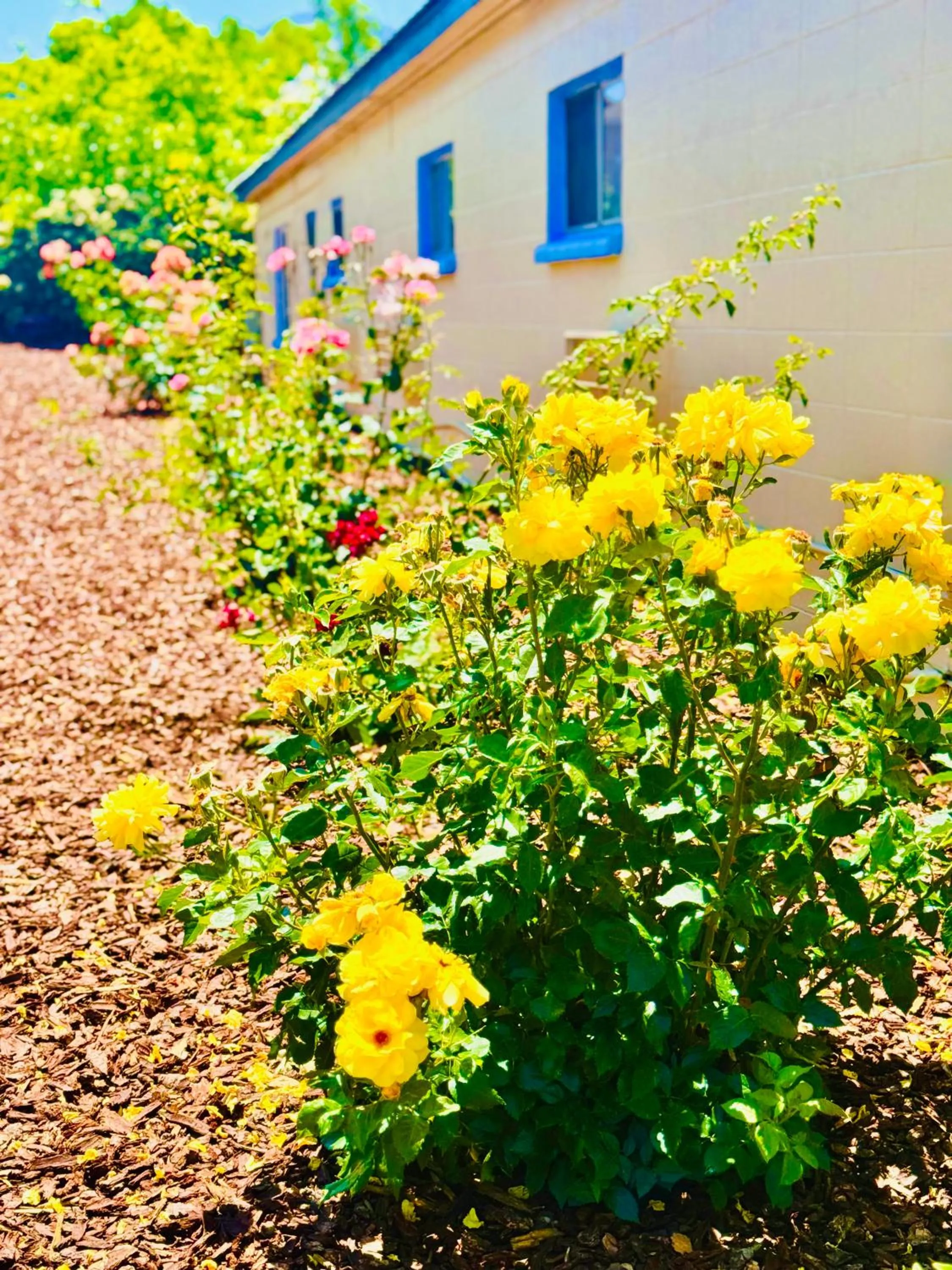 Garden in Relax Inn At Ashland