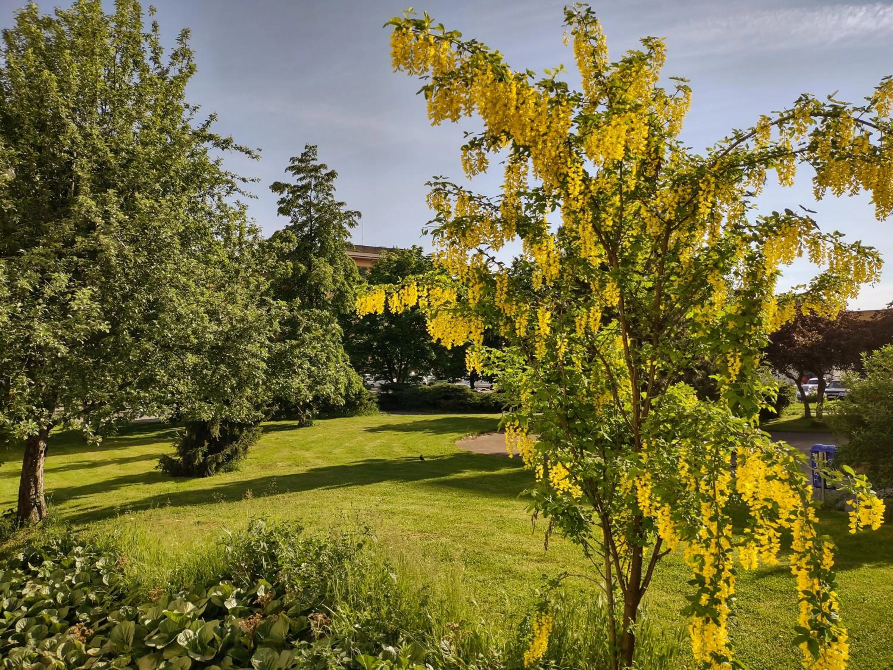 Garden in University Hotel