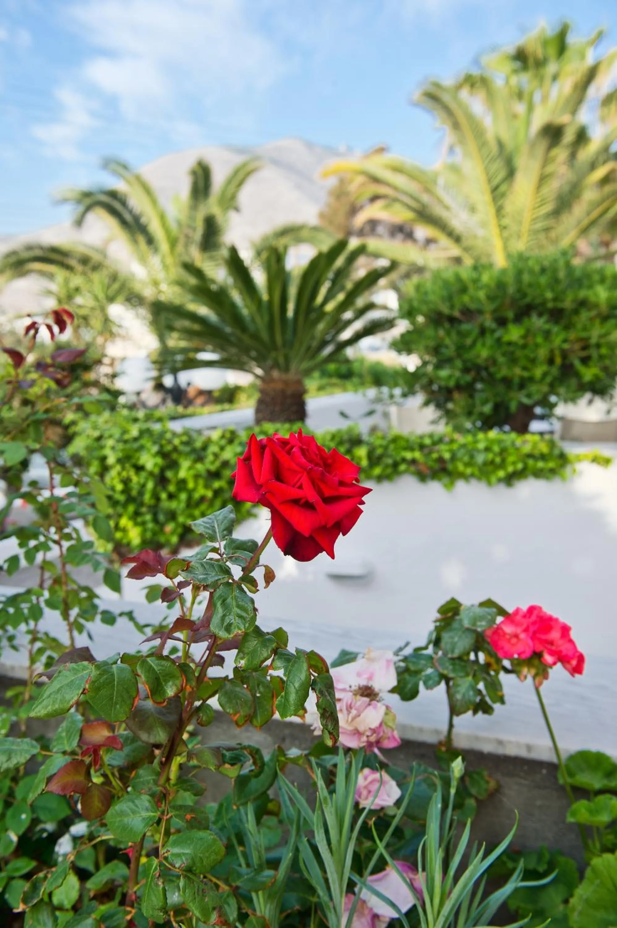 Garden in Makarios Hotel