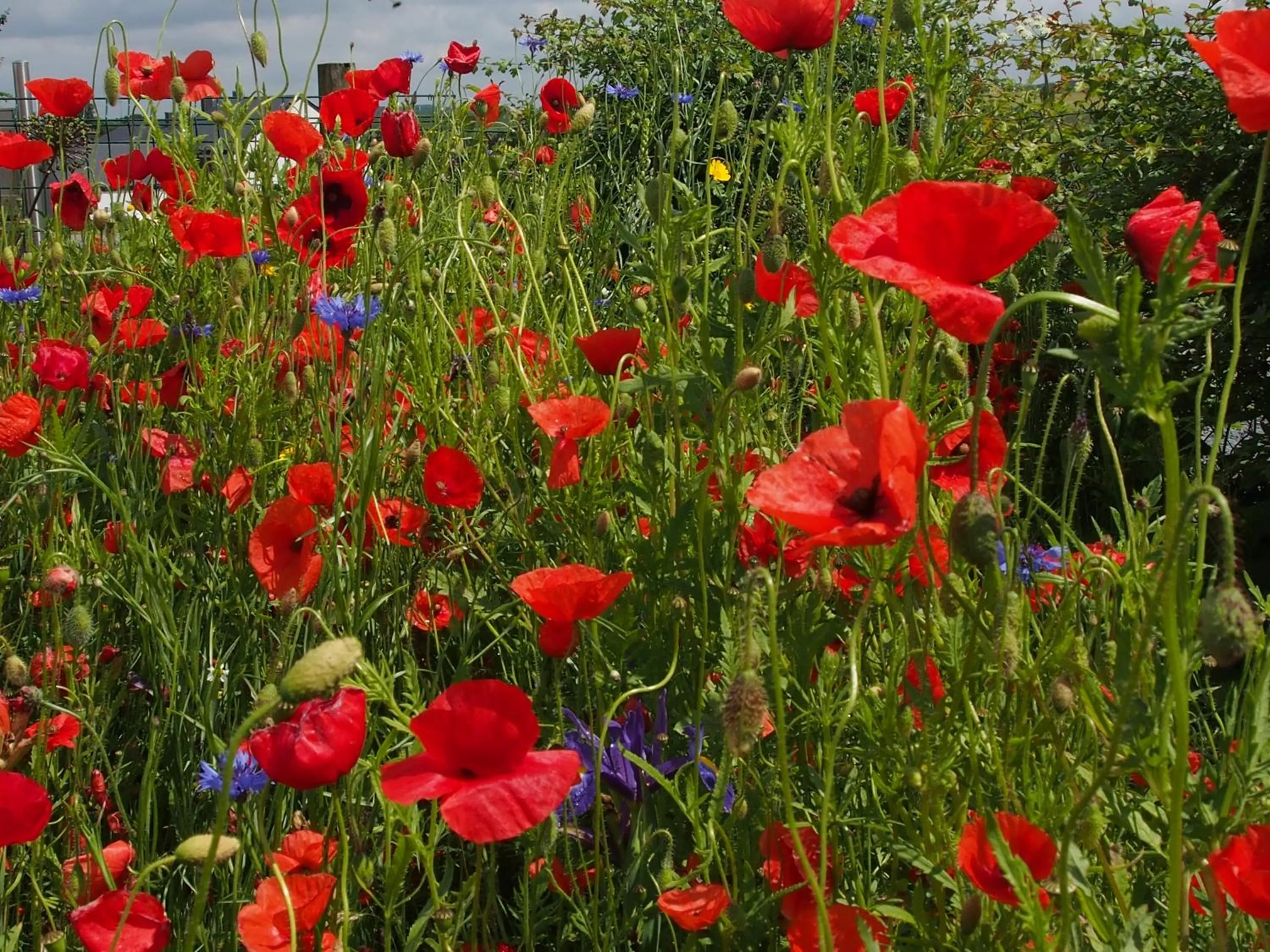 Natural landscape in B&B La Chabetaine