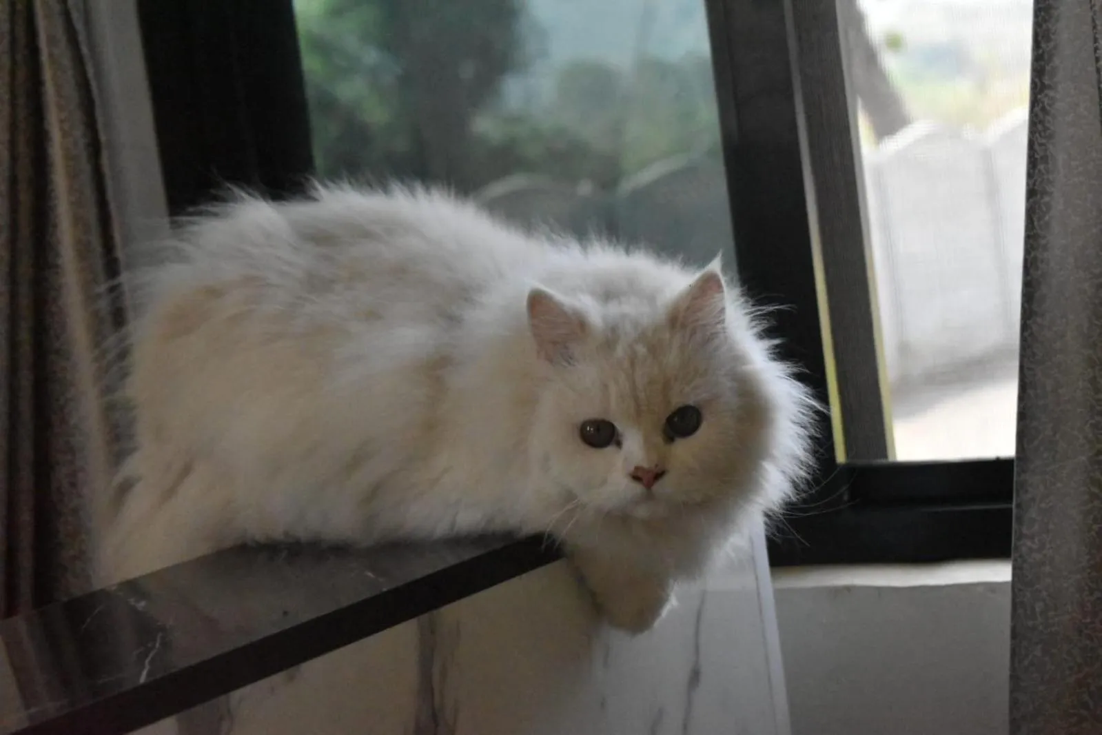 Pets in Green Orchid Resort And Farm