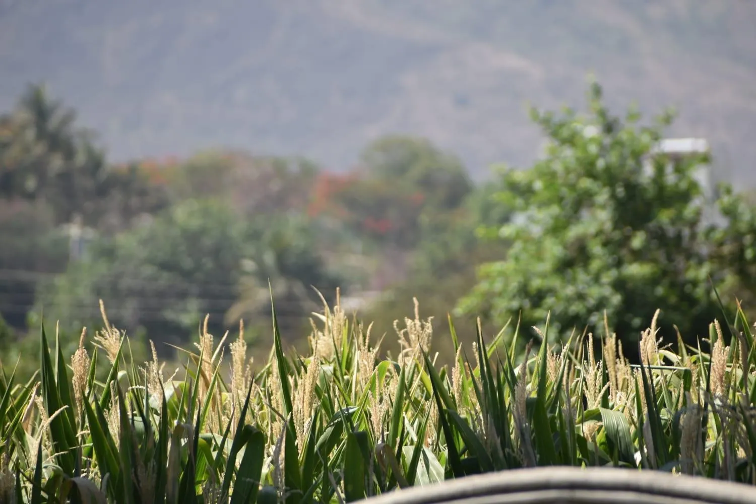 Summer in Green Orchid Resort And Farm