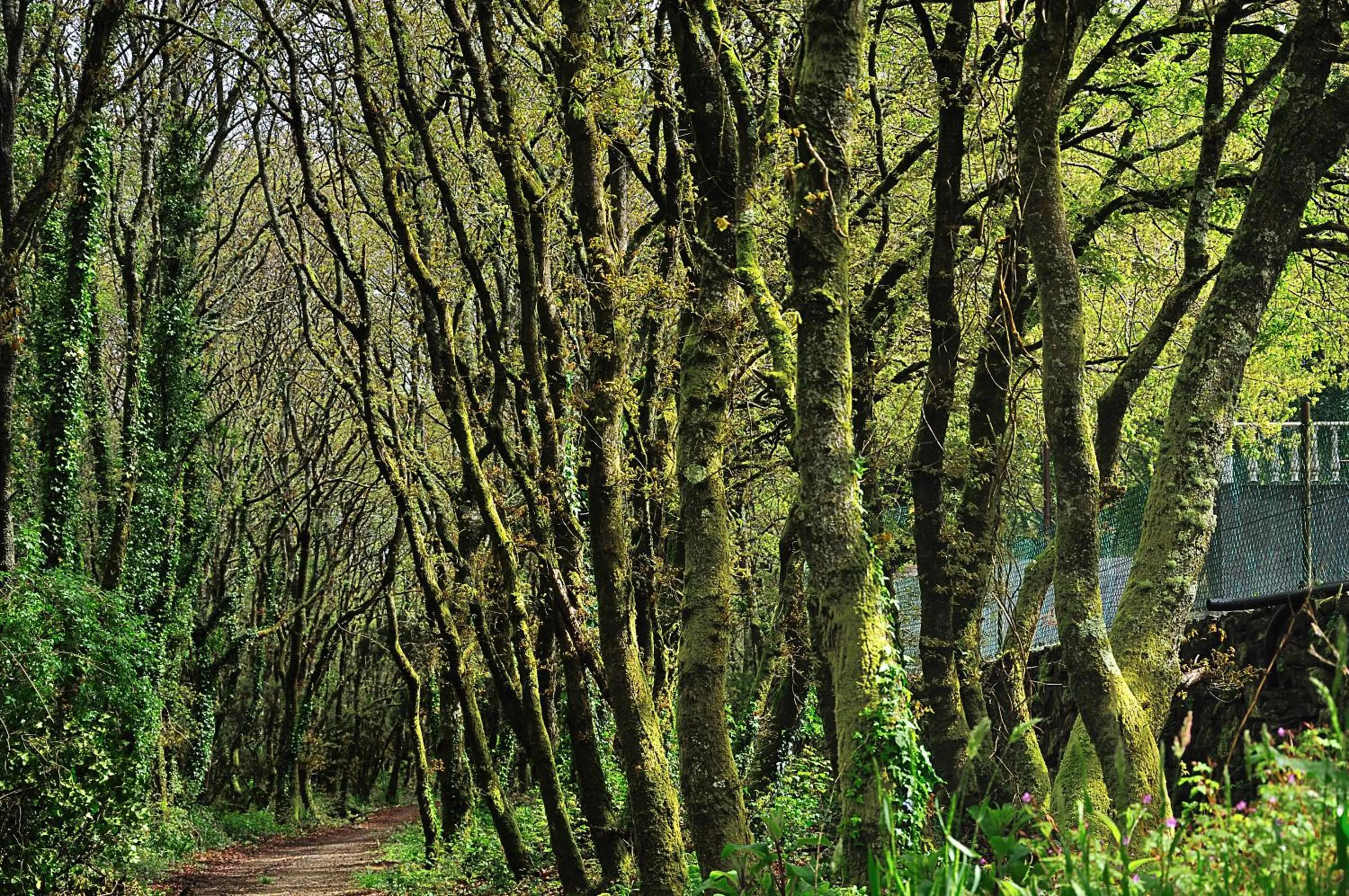 Natural landscape in Hotel Castro