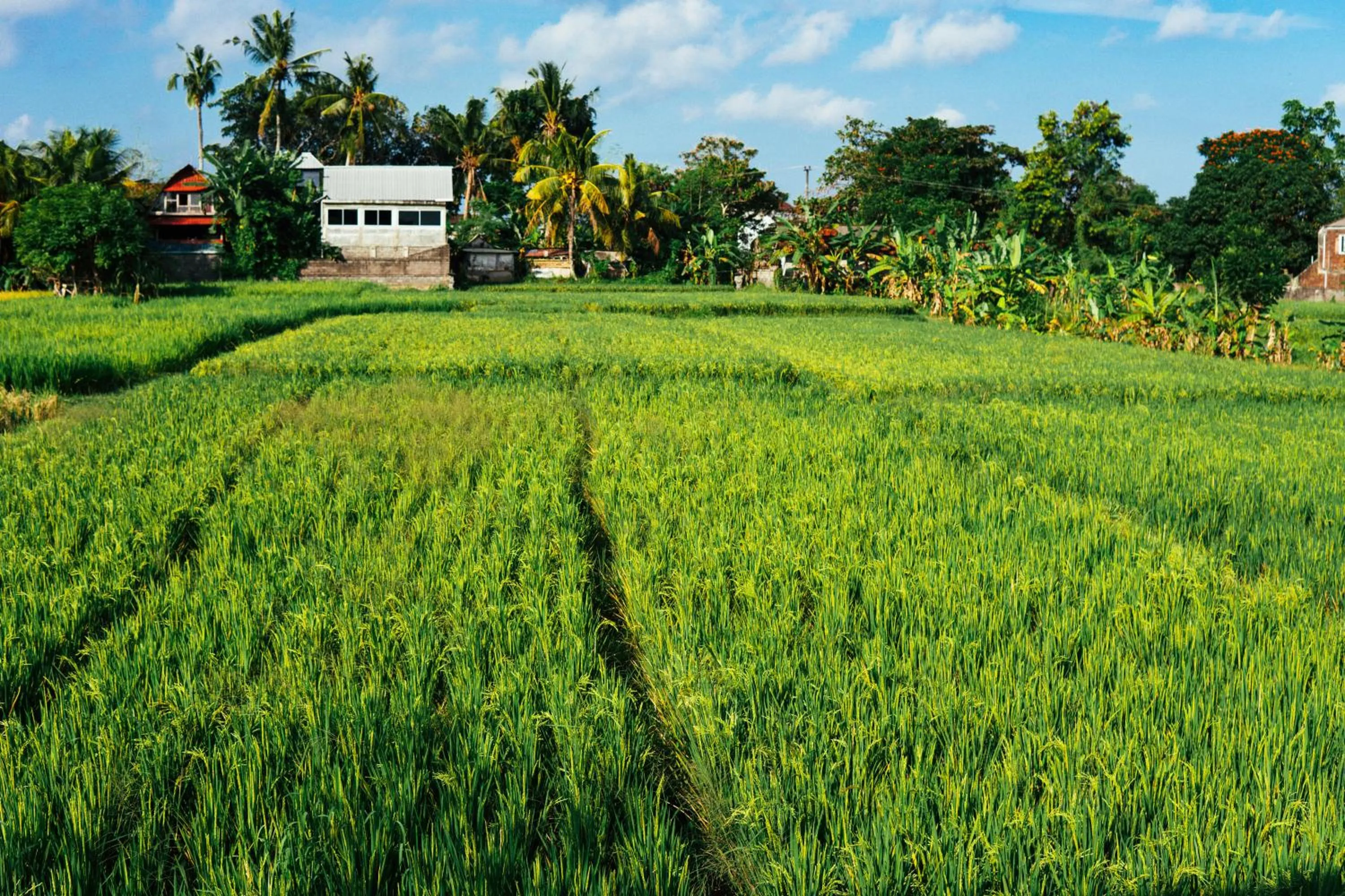 Natural landscape in Tut Winten a Tranquil Living Villa Ubud