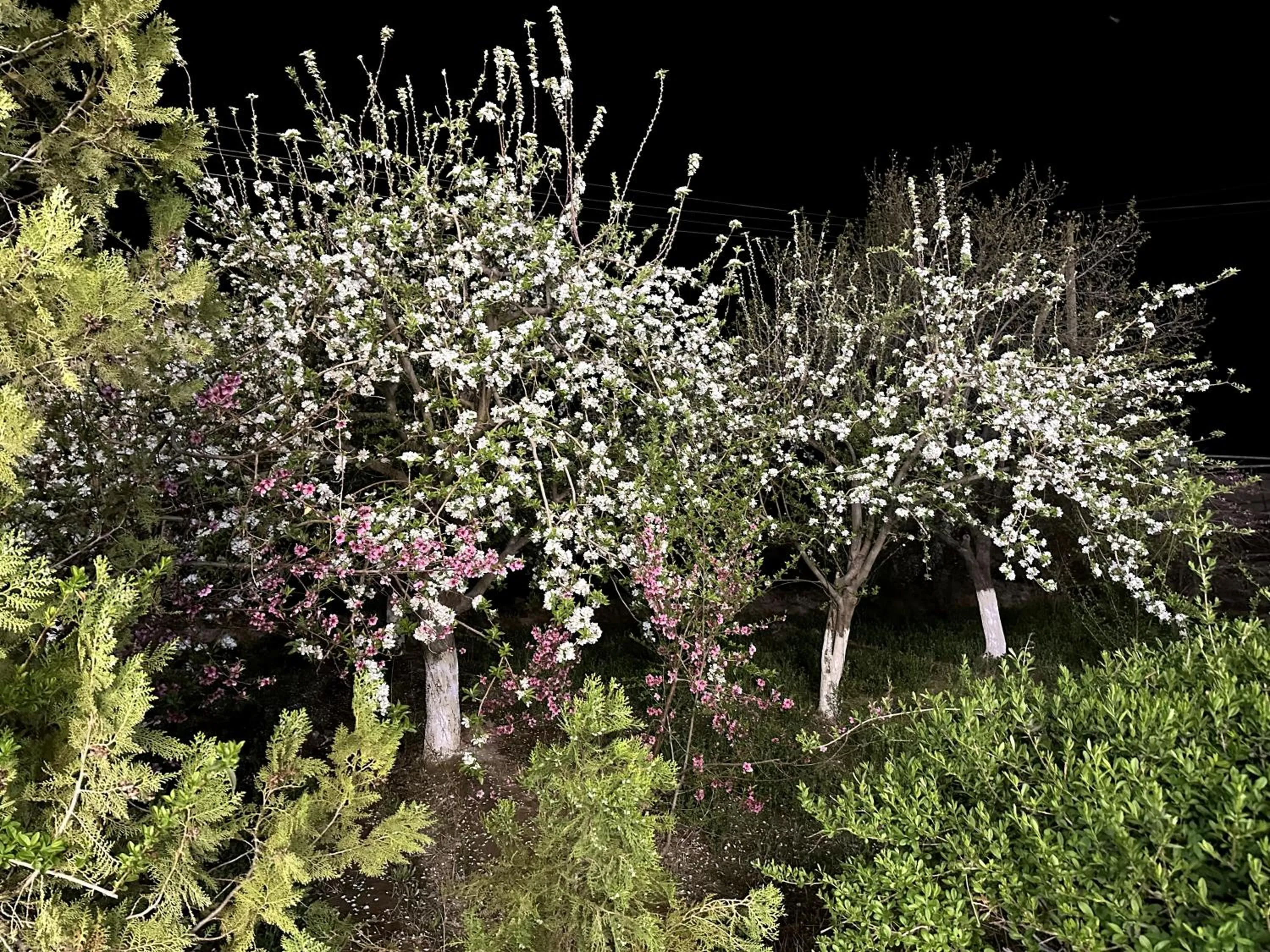 Spring in Qibla Tozabog