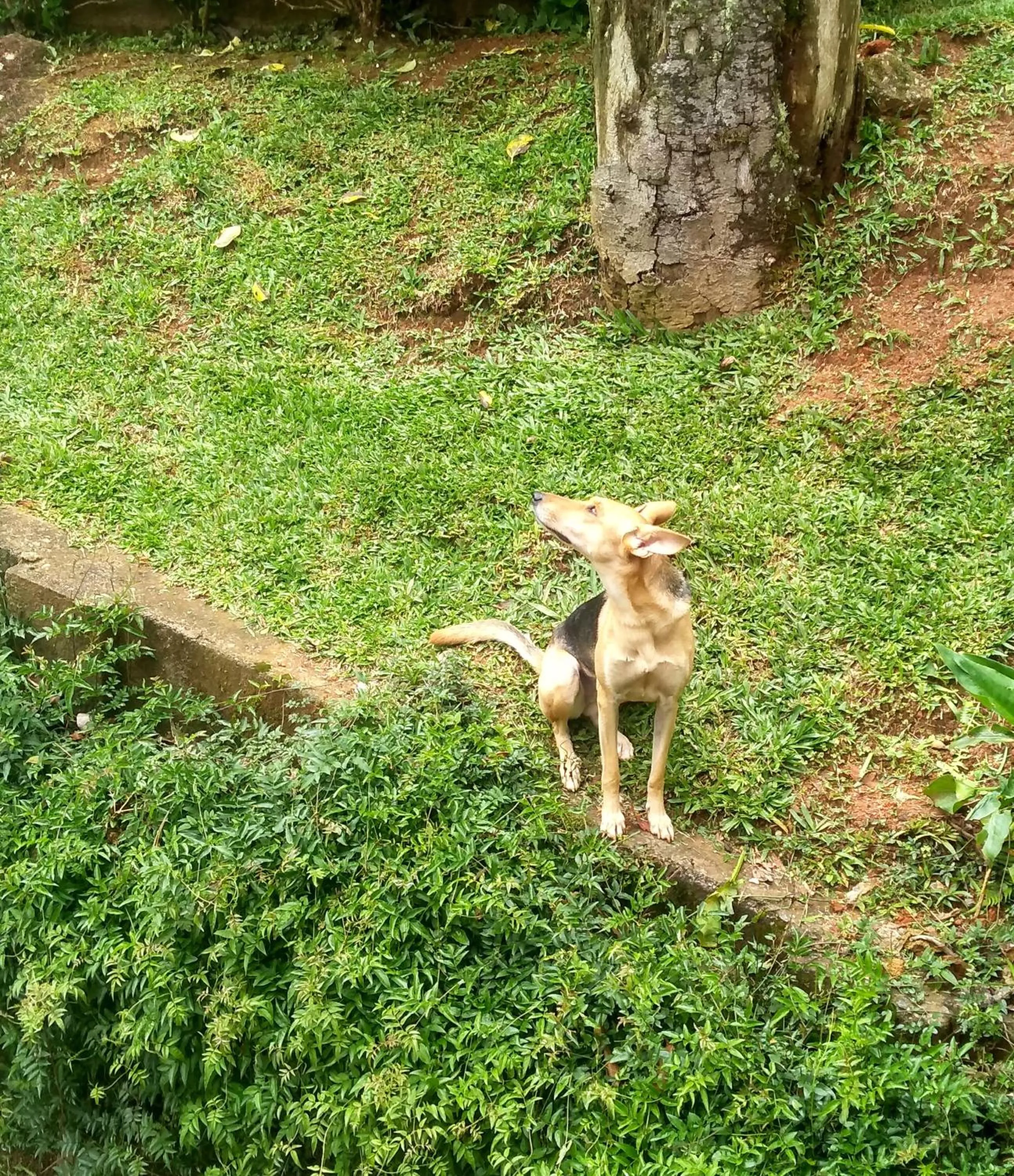 Pets in Nas Nuvens Hospedaria
