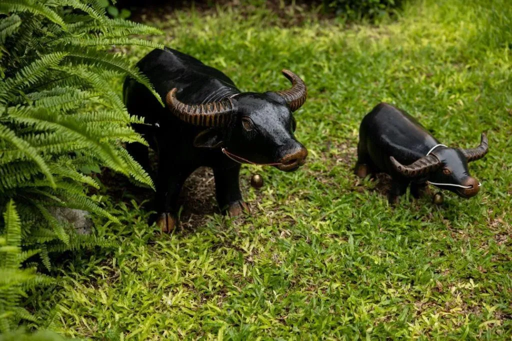 Pakchong Center Poshtel