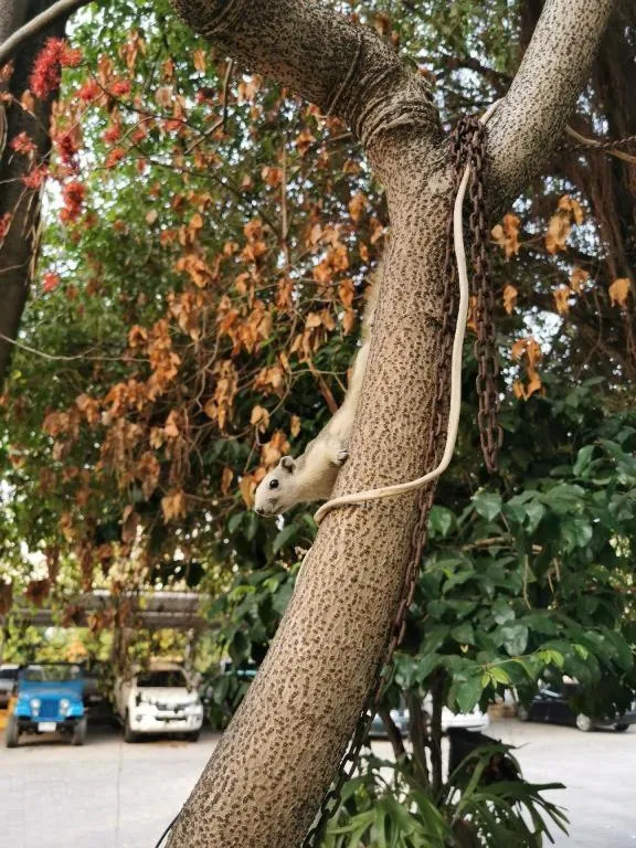 The Park Hotel Pattaya
