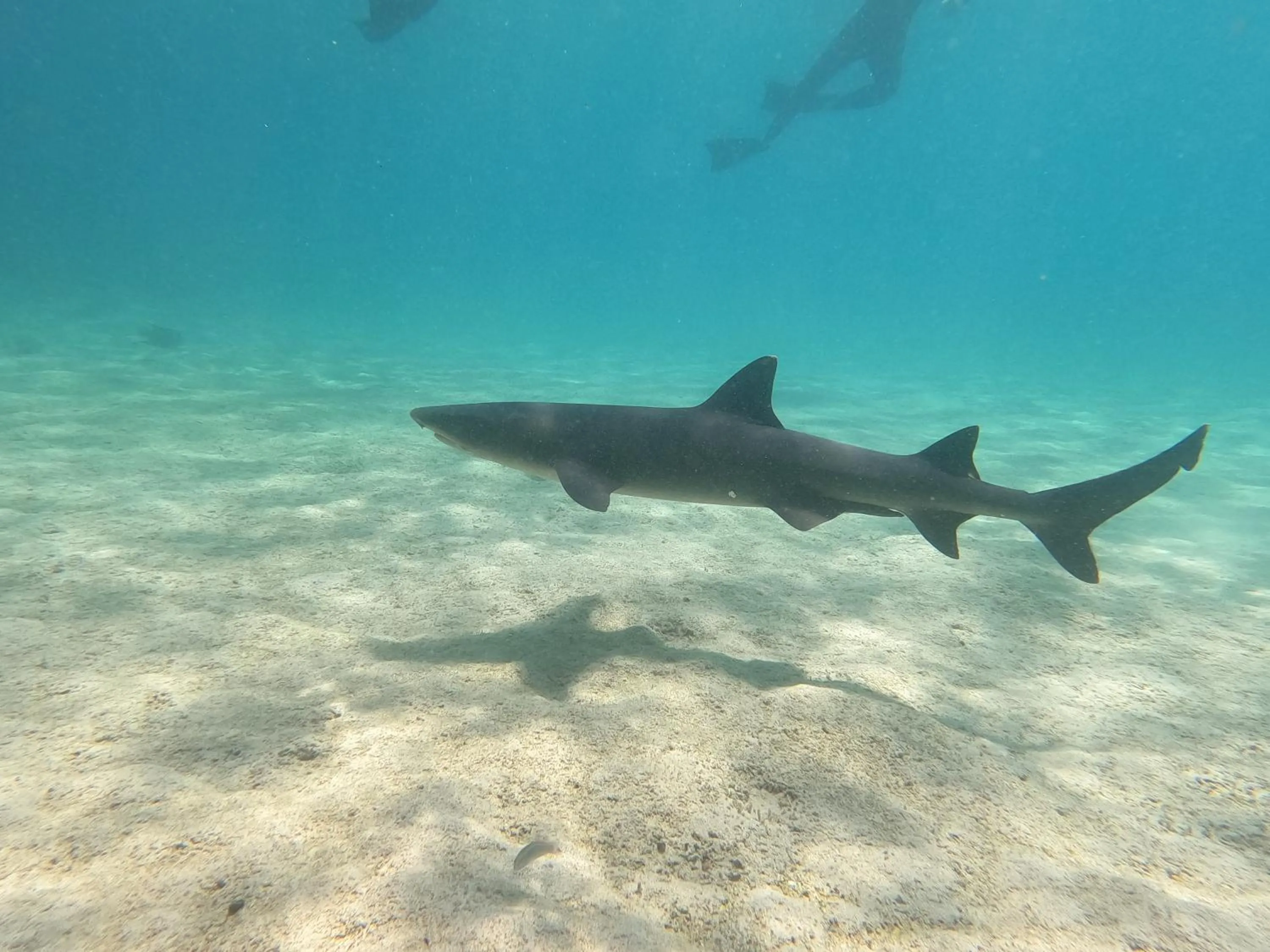 Activities in The Island Home