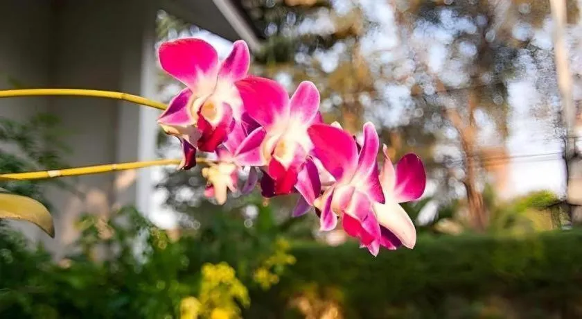 Chayada Garden House and Resort Hotel