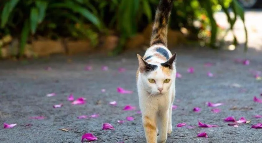 Chayada Garden House and Resort Hotel