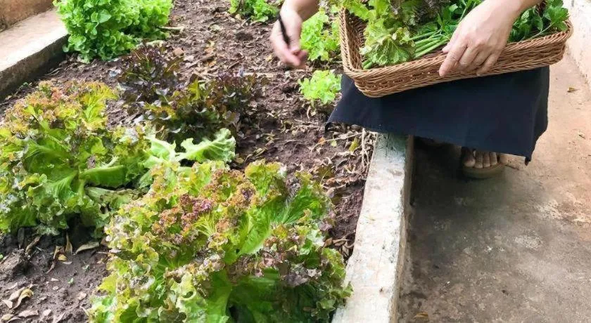 Chayada Garden House and Resort Hotel