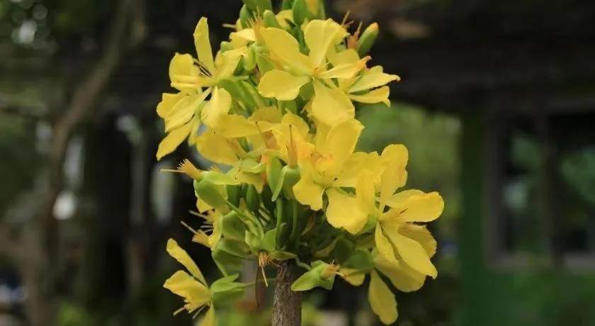 Chayada Garden House and Resort Hotel