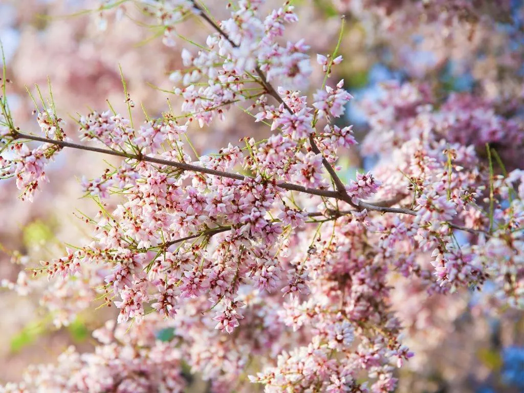 Chayada Garden House and Resort Hotel