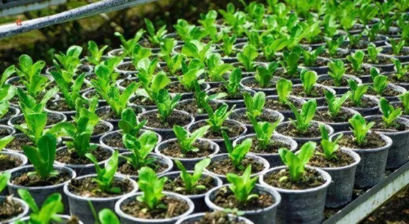 Valley Garden Resort