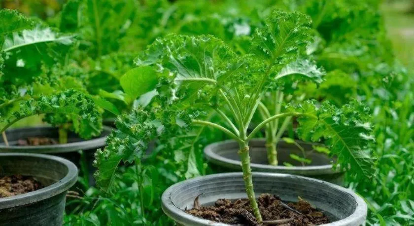 Valley Garden Resort