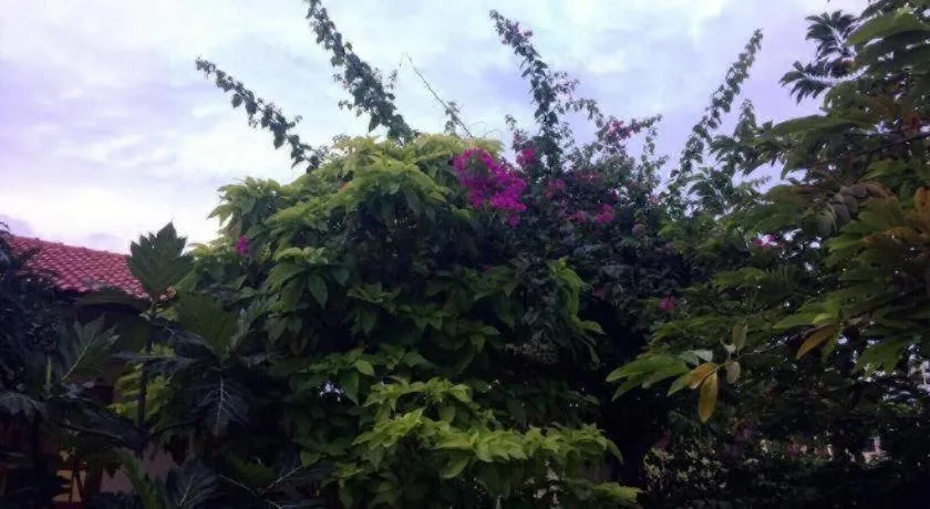 Draco - Thang Long Hotel