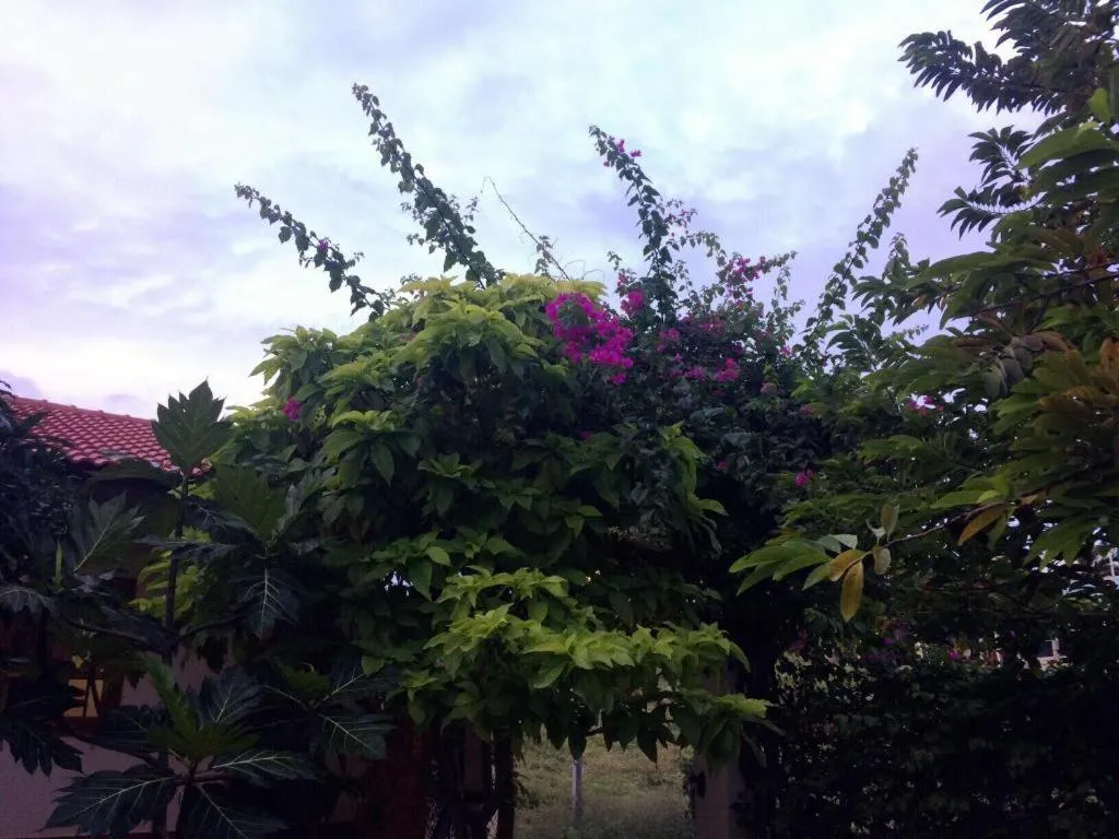 Draco - Thang Long Hotel