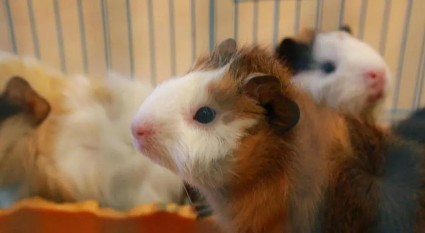 Ocean Spring Metropark Hotel Zhuhai