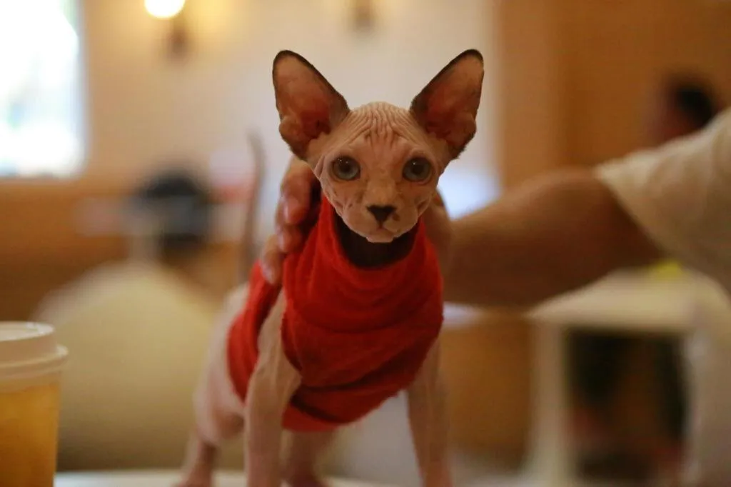 Ocean Spring Metropark Hotel Zhuhai