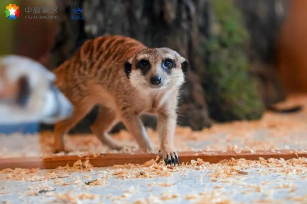Ocean Spring Metropark Hotel Zhuhai