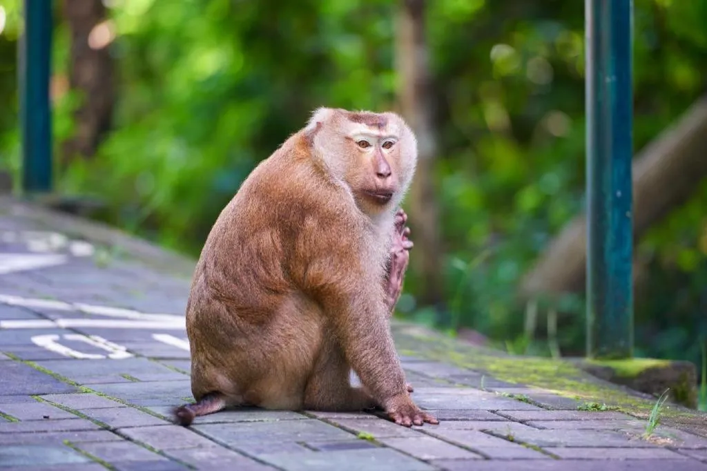 Holland Resort Phuket