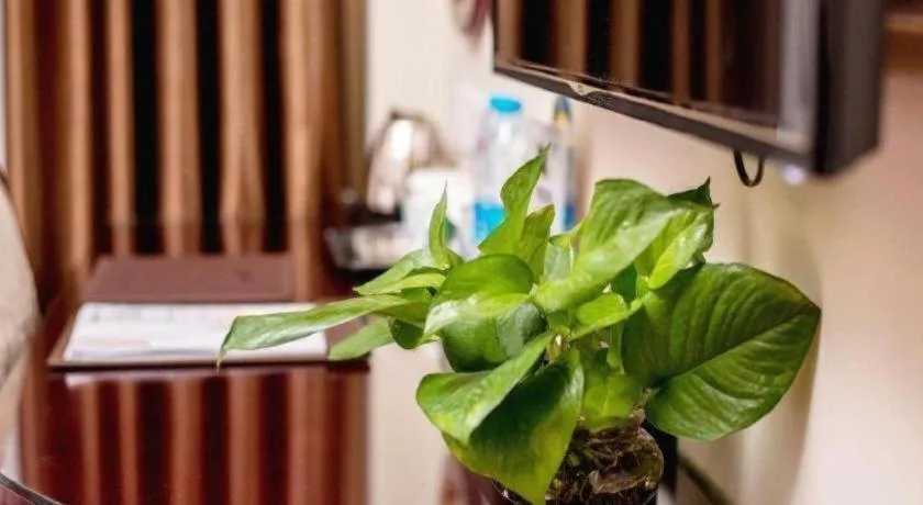 GreenTree Inn Guangzhou Baiyun International Airport Huaxi Road Express Hotel