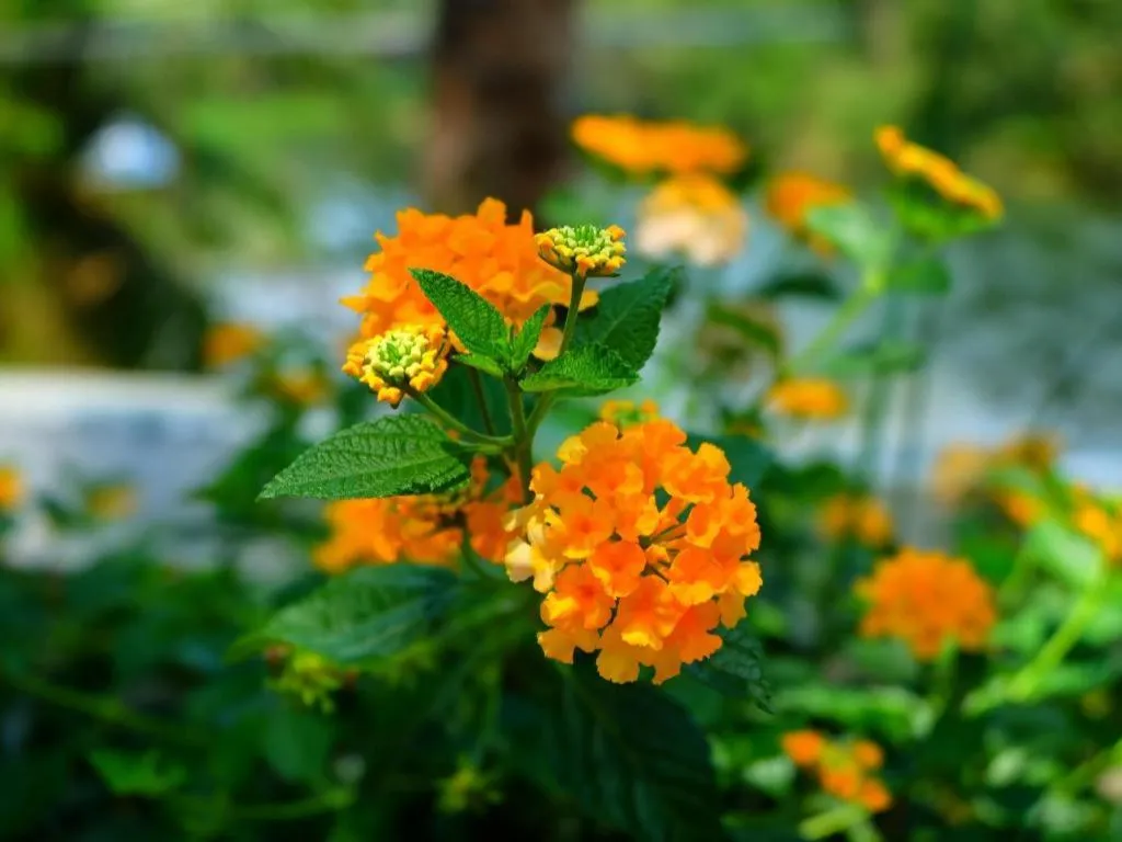 Rommai Rimnaam Resort