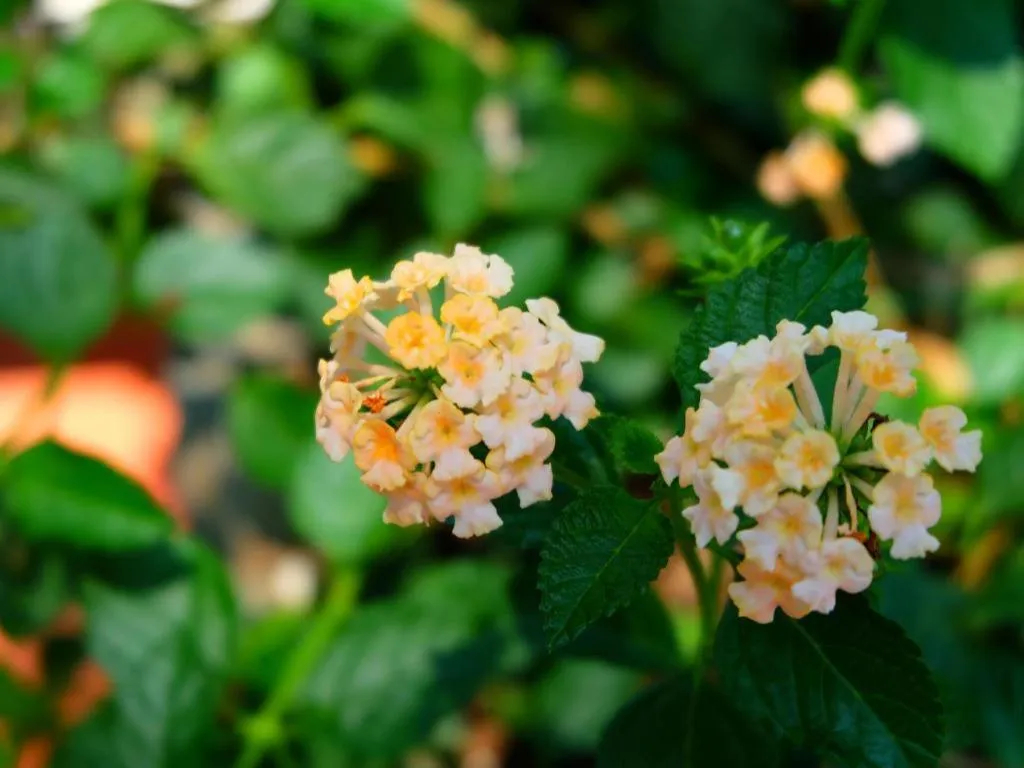 Rommai Rimnaam Resort