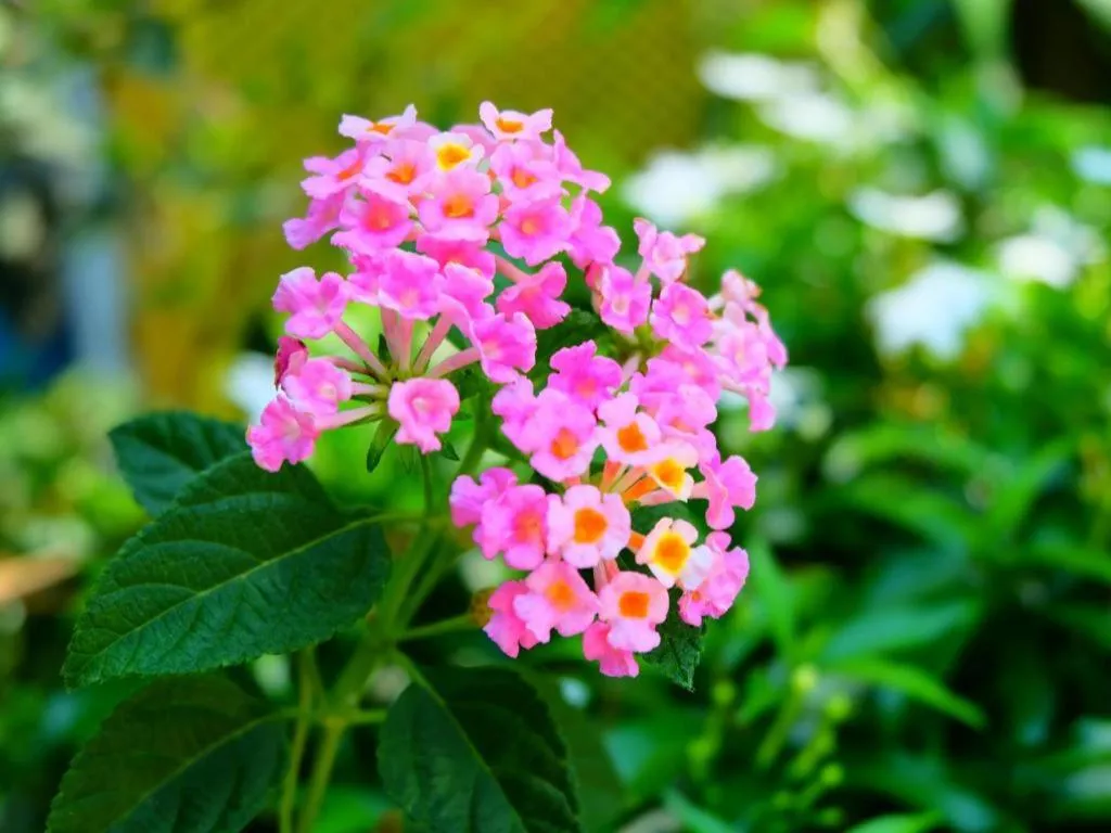 Rommai Rimnaam Resort