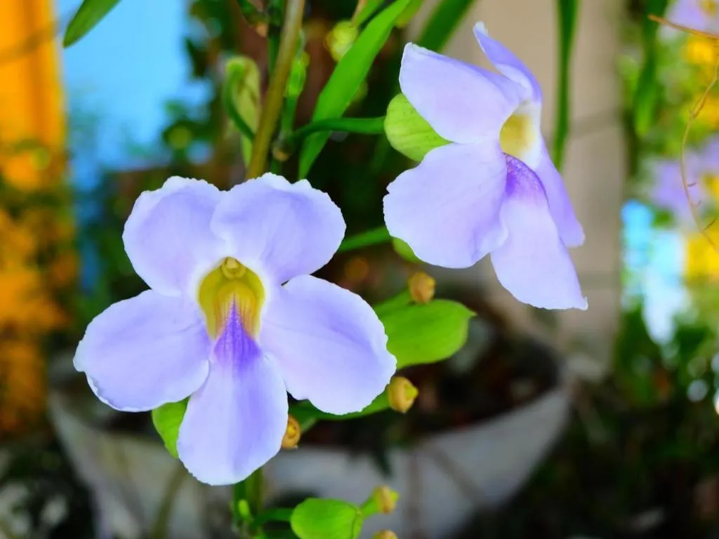 Rommai Rimnaam Resort