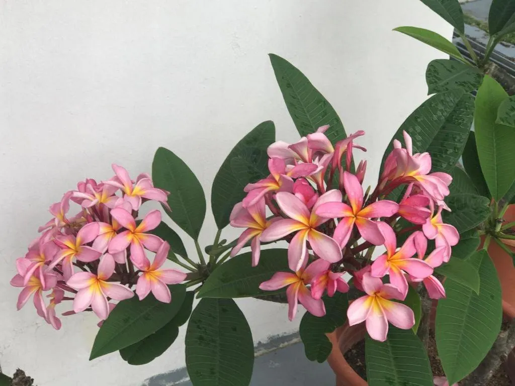 Lai Ming Hotel Cosmoland