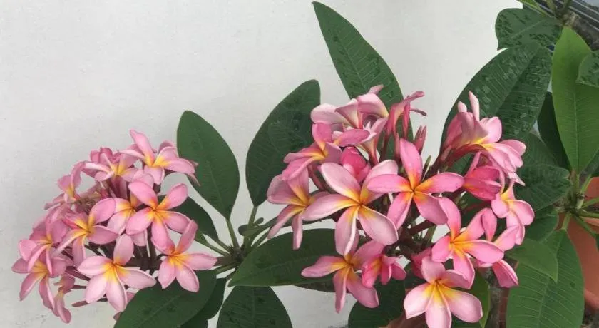 Lai Ming Hotel Cosmoland