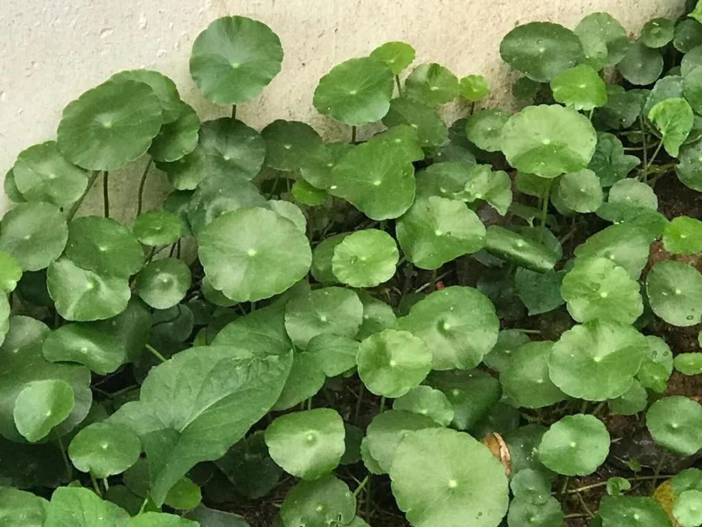 Lai Ming Hotel Cosmoland