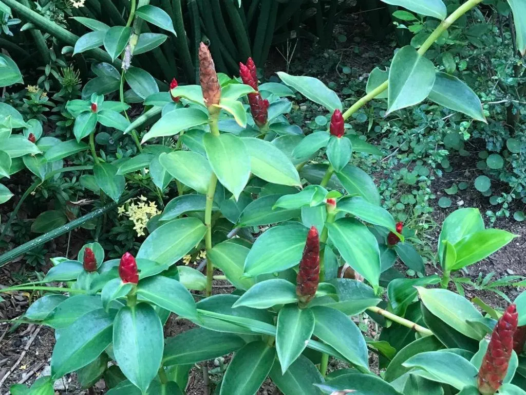 Lai Ming Hotel Cosmoland