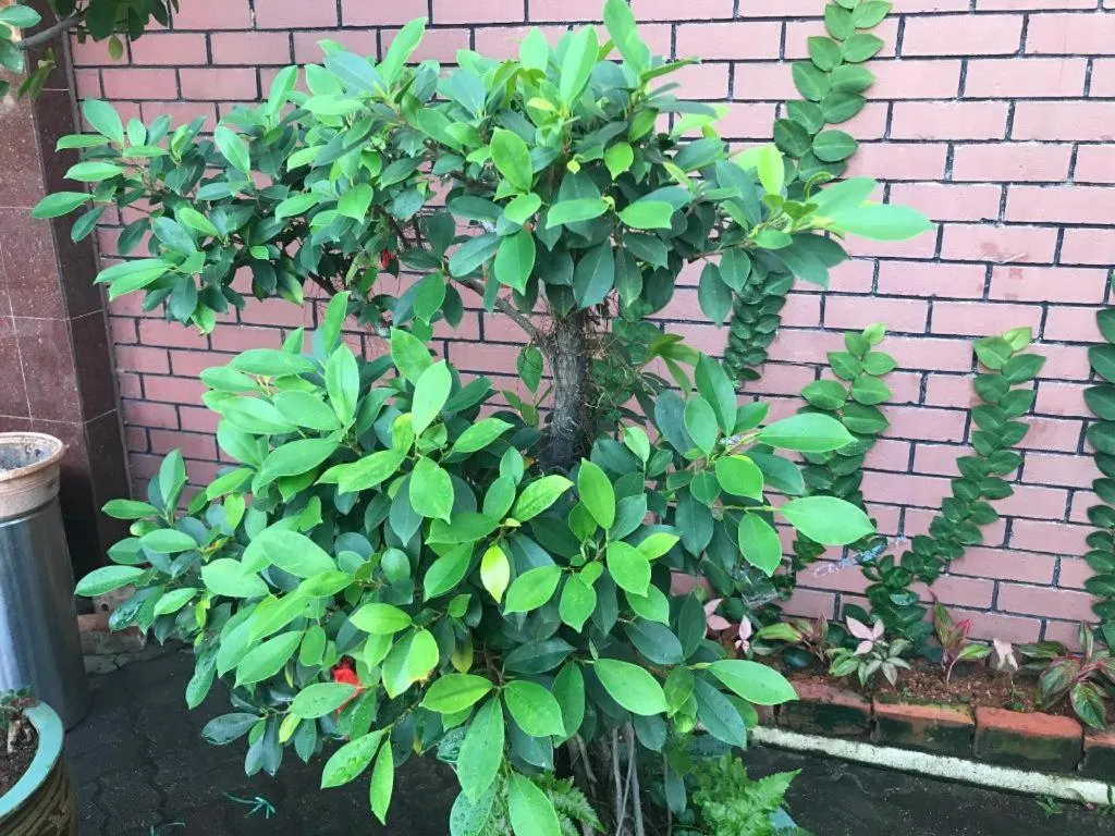 Lai Ming Hotel Cosmoland