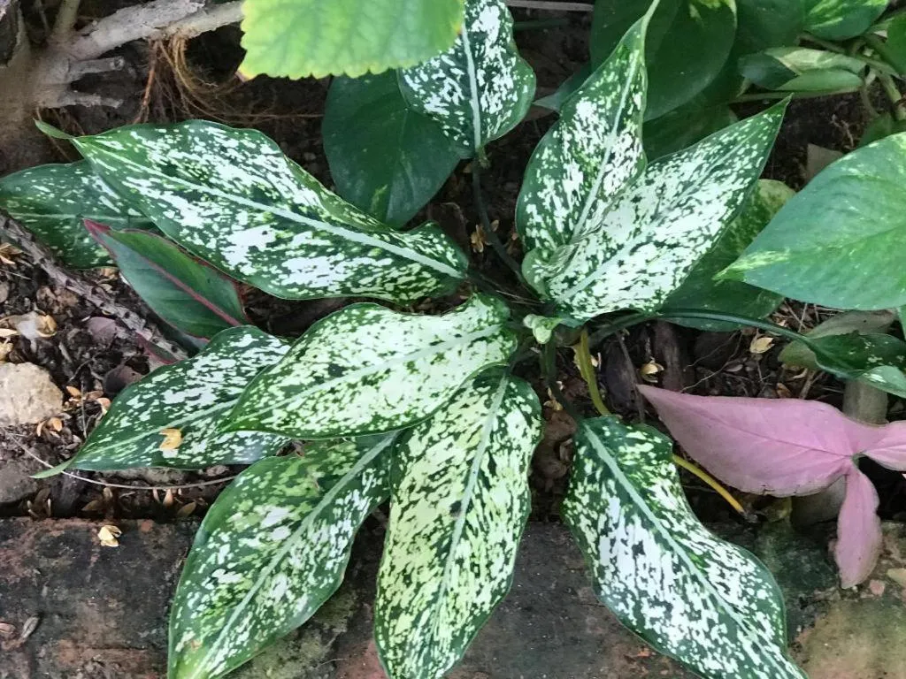 Lai Ming Hotel Cosmoland