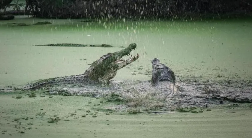 Hotel GranDhika Setiabudi Medan