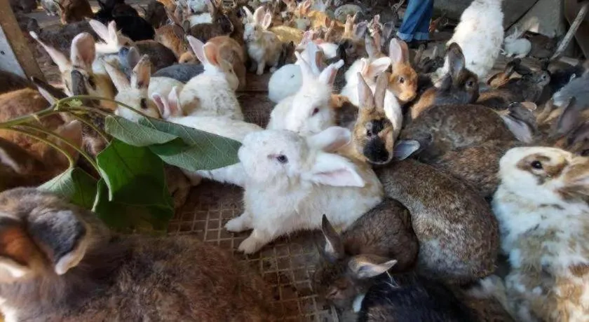 Tanaosri & Creekside Resort