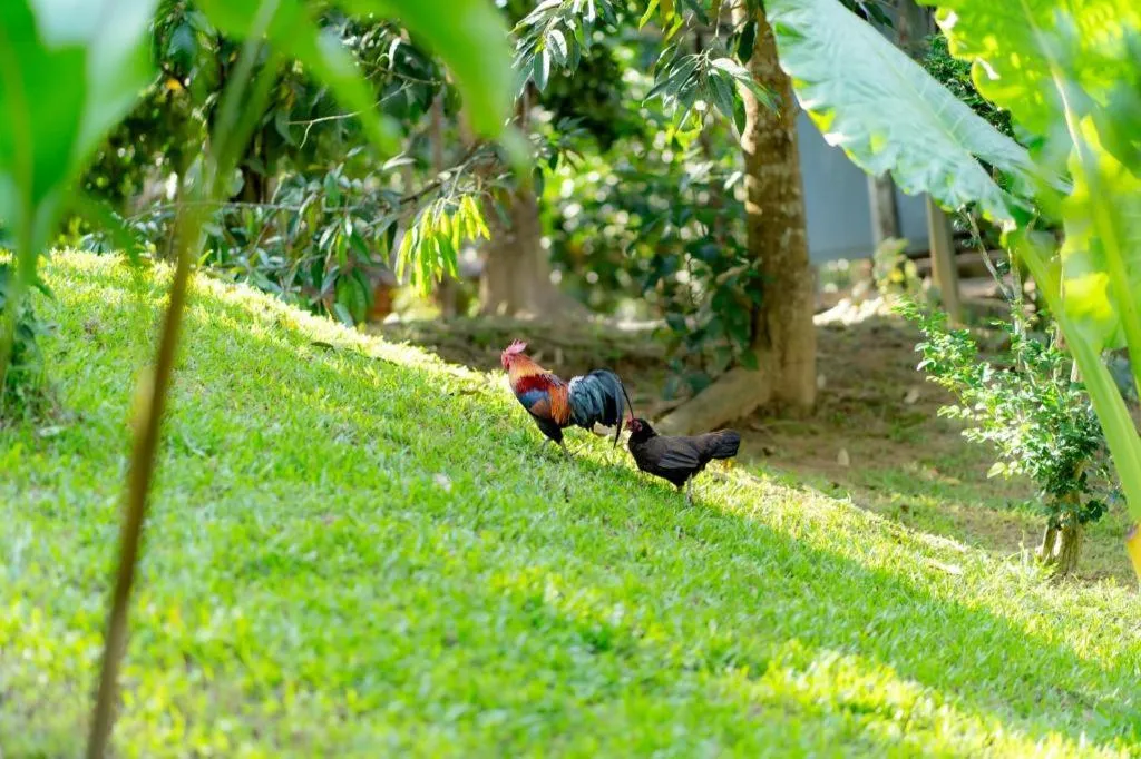 River View Resort At Chaewlan