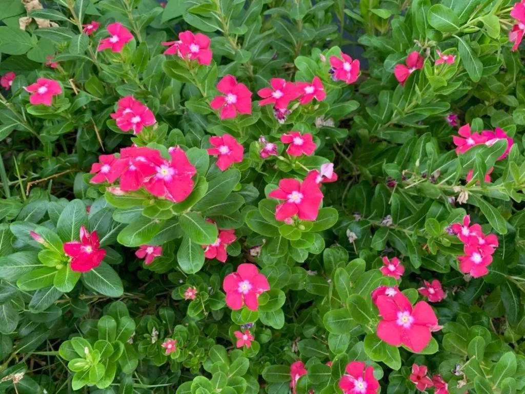 Nangrong garden home