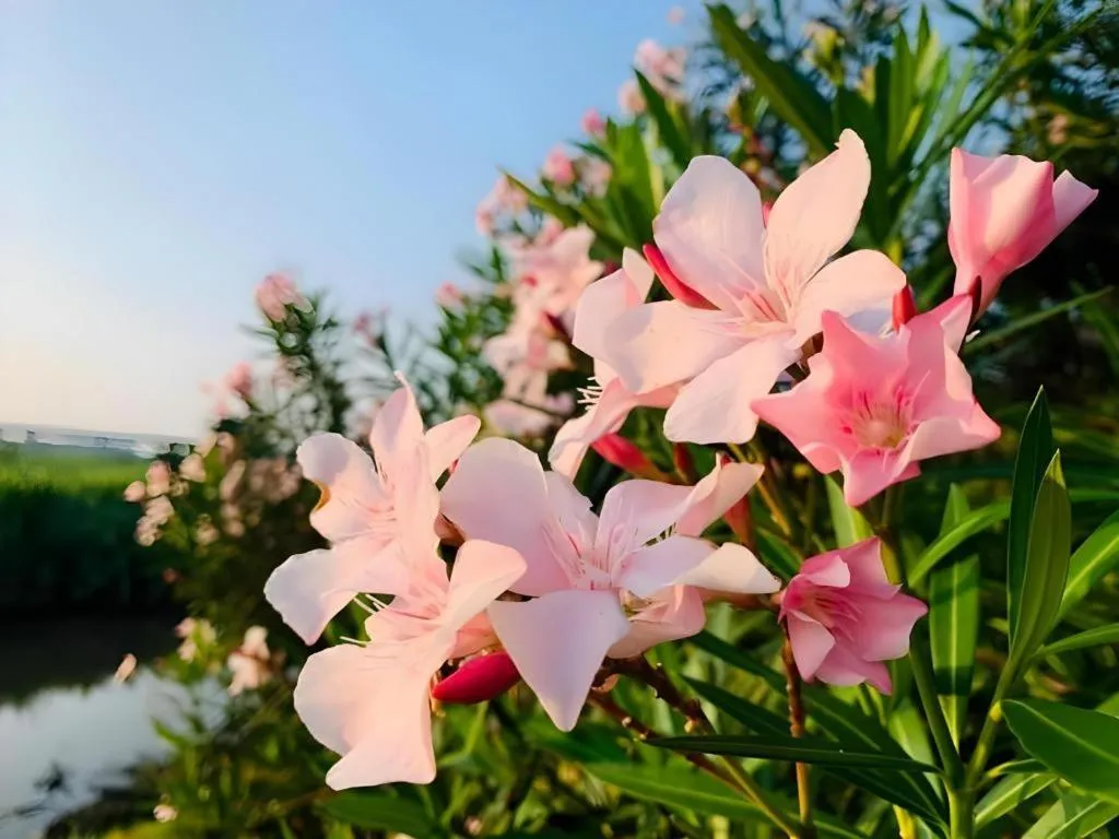 Pingview Villa Resort