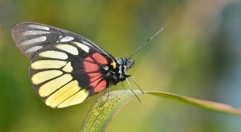 OYO 716 Iciw Iciw Exclusive Homestay