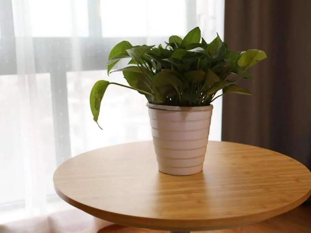 Vatica Hangzhou Linan Qianwang Street Hotel