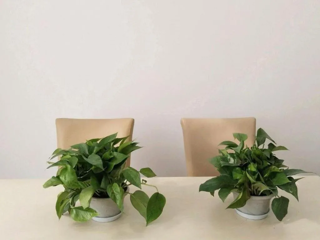 Vatica Hangzhou Linan Qianwang Street Hotel