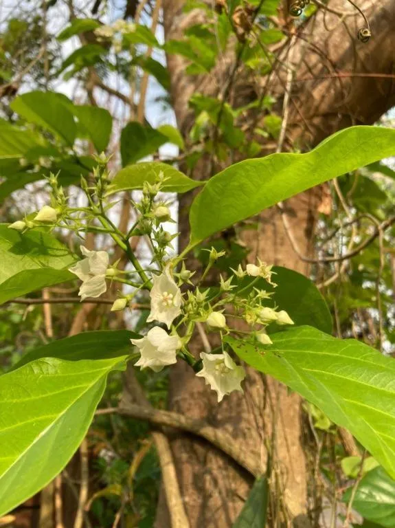 Banmaihom Resort Amphawa