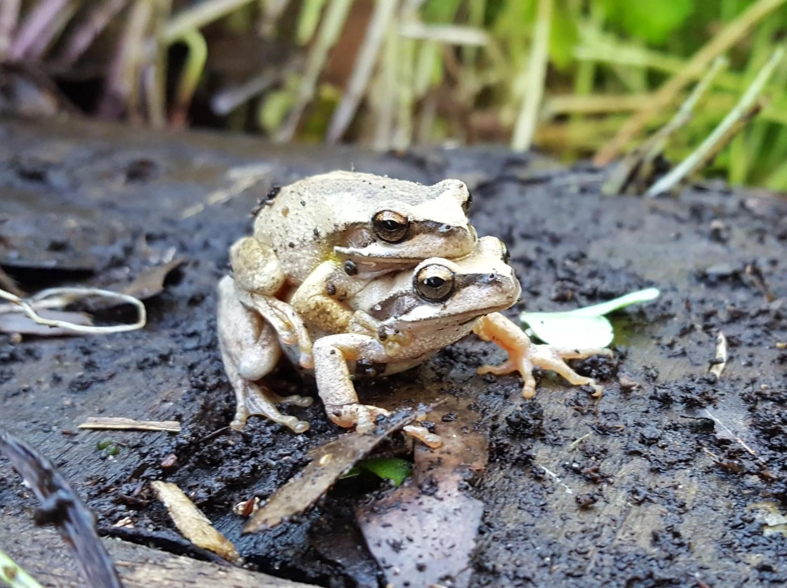 Animals in Coorong Waterfront Retreat