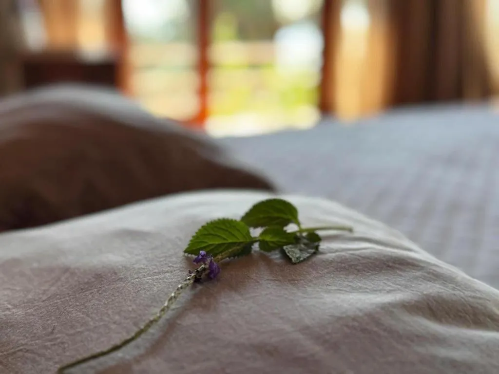 Bed in Mango House - Seaview - Homestay.